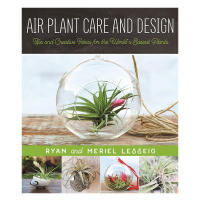 Air Plant Care and Design