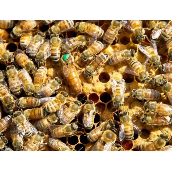 Italian Queen Bee – Marked