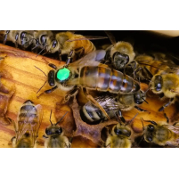 Carniolan Queen Bee – Marked