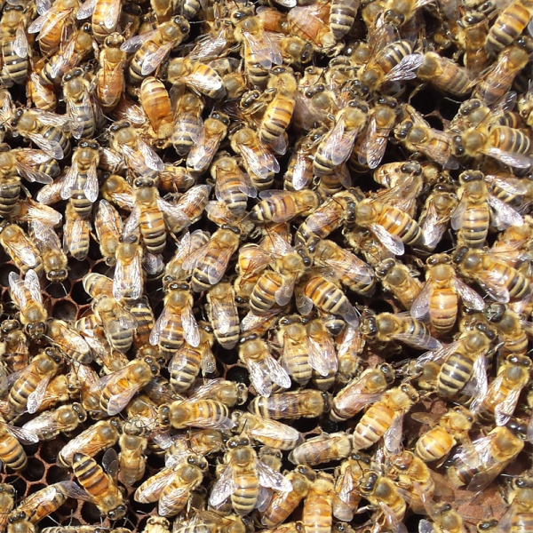 Carniolan Bees with Marked Queen