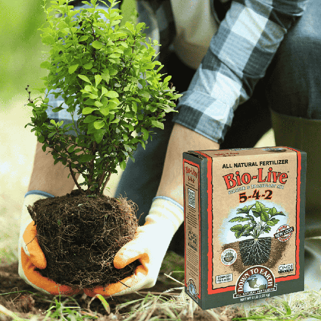 shrub planting