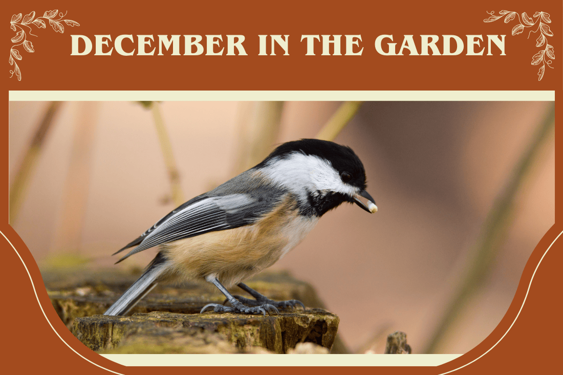 December in the Garden